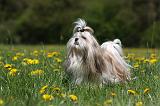 SHIH TZU 253